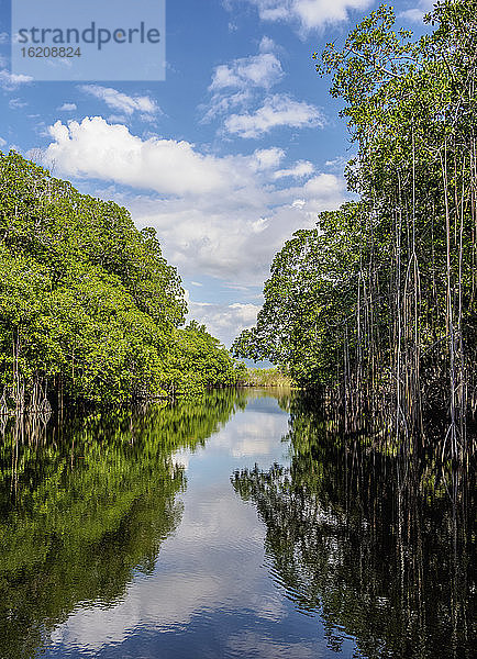 Mangrovenwald während der Black River Safari gesehen  St. Elizabeth Parish  Jamaika  Westindien  Karibik  Zentralamerika