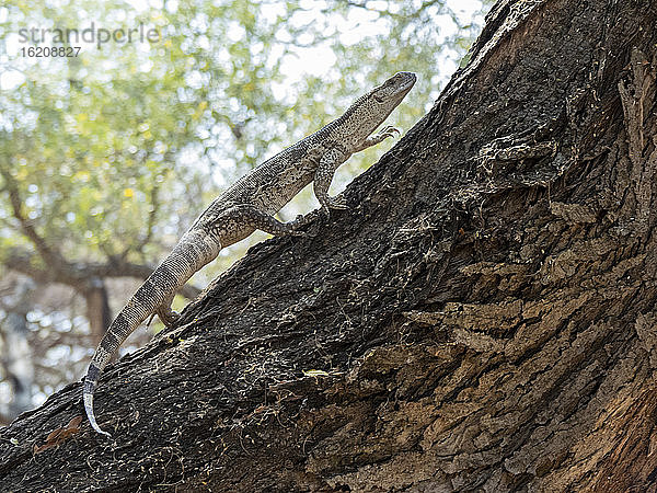 Erwachsener Weißkehl-Savannenwaran (Varanus albigularis)  klettert auf einen Baum in der Save Valley Conservancy  Simbabwe  Afrika