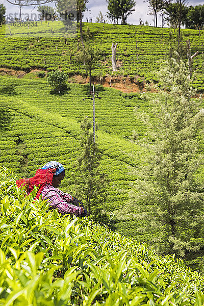 Teepflückerin  Nuwara Eliya  Zentralprovinz  Sri Lanka  Asien