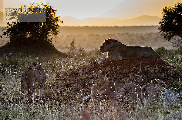 Junge männliche Löwen (Panthera leo) im Busch  Tsavo-Ost-Nationalpark  Kenia  Ostafrika  Afrika