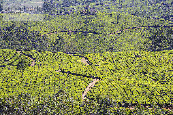 Teeplantagen  Munnar  Kerala  Indien  Asien