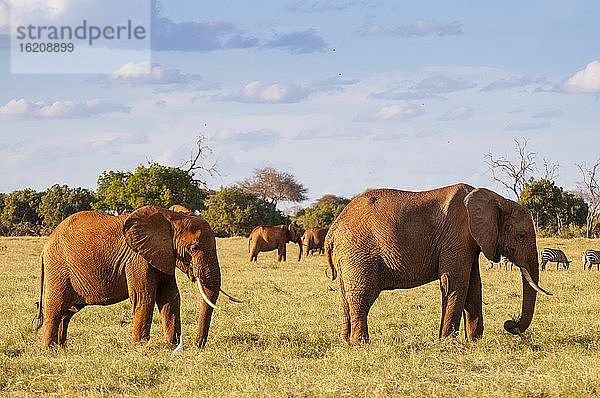 Elefantenparade (Loxodonta africana)  Tsavo-Ost-Nationalpark  Kenia  Ostafrika  Afrika