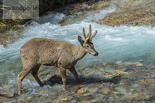 Männlicher Südandenhirsch (Hippocamelus bisulcus) beim Überqueren eines Flusses  Region Aysen  Patagonien  Chile  Südamerika