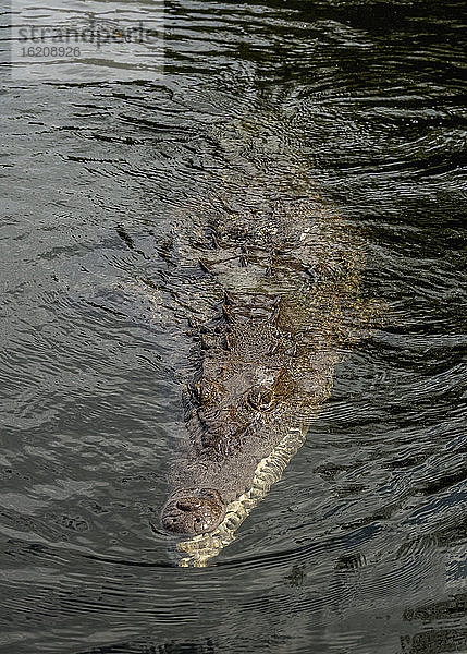 Krokodilschwimmen im Schwarzen Fluss  Gemeinde St. Elisabeth  Jamaika  Westindien  Karibik  Mittelamerika