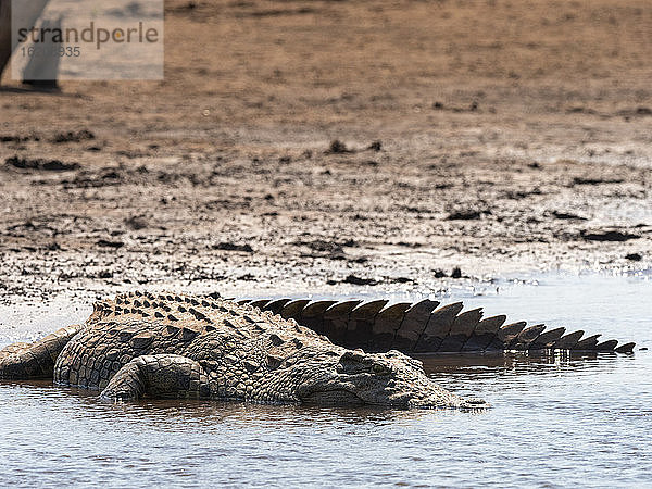 Ein erwachsenes Nilkrokodil (Crocodylus niloticus)  das sich am Ufer des Karibasees in der Sonne sonnt  Simbabwe  Afrika