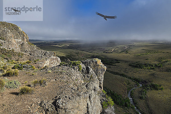 Andenkondore (Vultur gryphus) fliegen über hohe Klippen  Coyhaique Alto  Region Aysen  Patagonien  Chile  Südamerika
