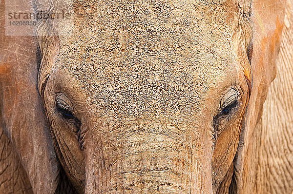 Elefant (Loxodonta africana)  Tsavo-Ost-Nationalpark  Kenia  Ostafrika  Afrika