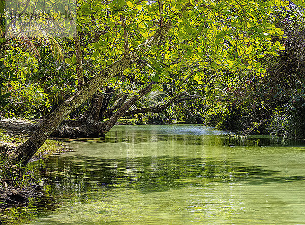 Frenchman's Cove River  Portland Parish  Jamaika  Westindische Inseln  Karibik  Mittelamerika