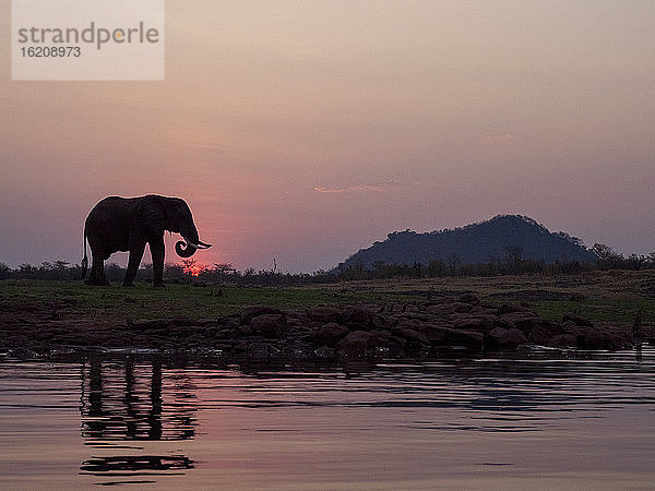 Ein erwachsener afrikanischer Buschelefant (Loxodonta africana) bei Sonnenuntergang am Ufer des Kariba-Sees  Simbabwe  Afrika