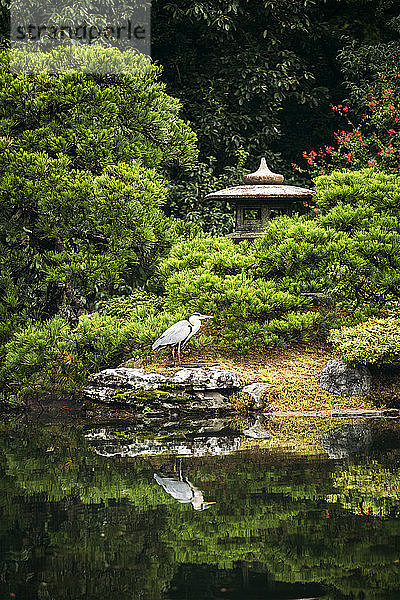 Japan  Kyoto  Reiher am Teich und Steinlaterne im japanischen Garten