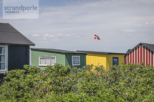Dänemark  Region Süddänemark  Aeroskobing  Blühende Sträucher vor Badehäusern an der Küste