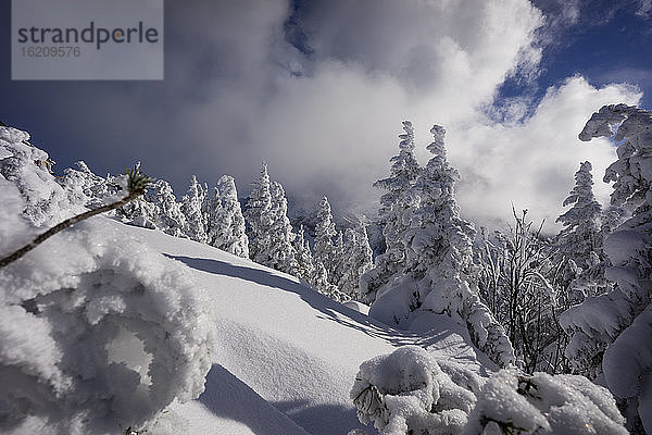 Schneebedeckte Bäume in den Bergen