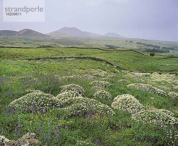 Spanien  Kanarische Inseln  El Hierro  La Dehesa  Blick auf eine Blume im Frühling