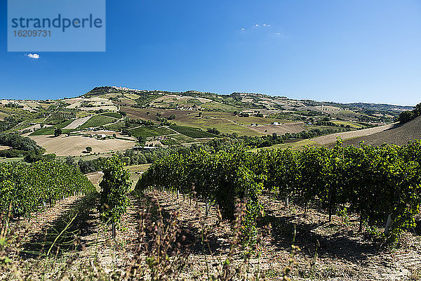 Italien  Blick auf den Weinberg
