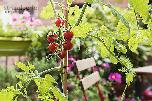Tomaten (Solanum lycopersicum)  die auf dem Balkon wachsen