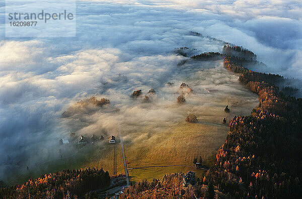 Österreich  Salzkammergut  Nebelverhangene Bäume
