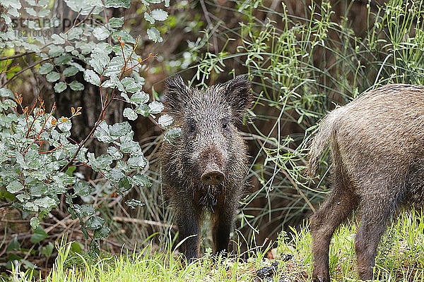 Truthahn  Wildschwein im Dilek-Nationalpark