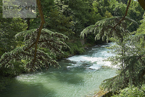 Der Fluss Passer fließt im Sommer durch einen grünen Wald