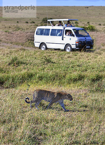 Afrika Kenia  Blick auf Leoparden lockt Safari über Masai Mara National Park