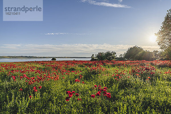 Beet mit blühenden Mohnblumen bei Sonnenuntergang