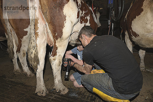 Deutschland  Baden Württemberg  Reifer Mann und Junge melken Kuh mit Hilfe einer Maschine