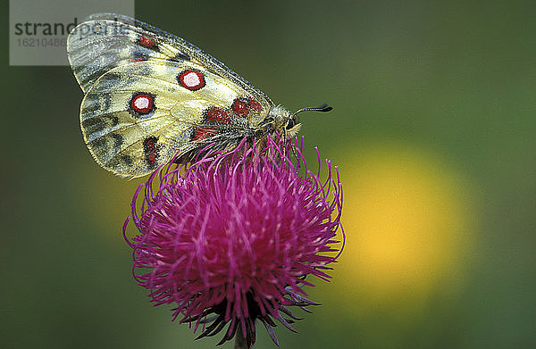 Schmetterling  Parnassus Apollo  auf Blüte  Nahaufnahme