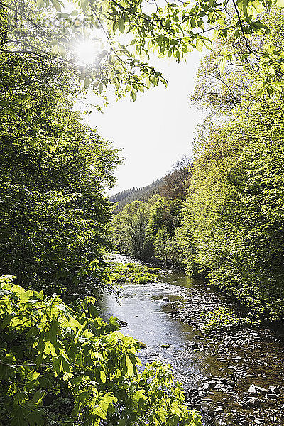 Die Rur fließt durch das Hohe Venn - Naturpark Eifel im Frühling
