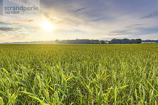 Grünes Weizenfeld bei sommerlichem Sonnenuntergang