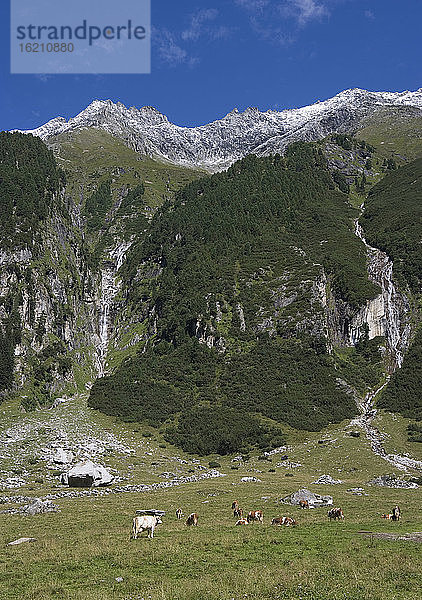 Österreich  Krimmler Achental  Hohe Tauern  Rinderherde