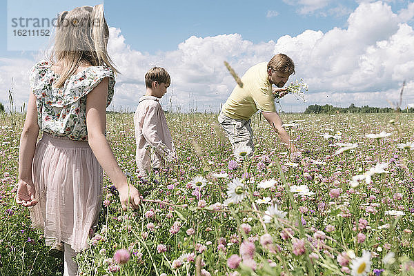 Vater mit Kindern pflückt Kamille auf einem Feld gegen den Himmel an einem sonnigen Tag