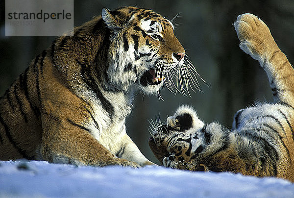 Ostsibirischer Tiger mit Jungen  Panthera tigra amurensis  Münchner zoo