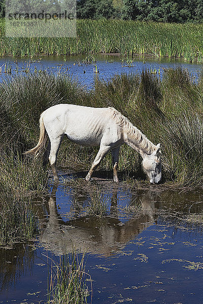 Frankreich  Camargue  Blick auf Camargue-Pferde in sumpfiger Landschaft