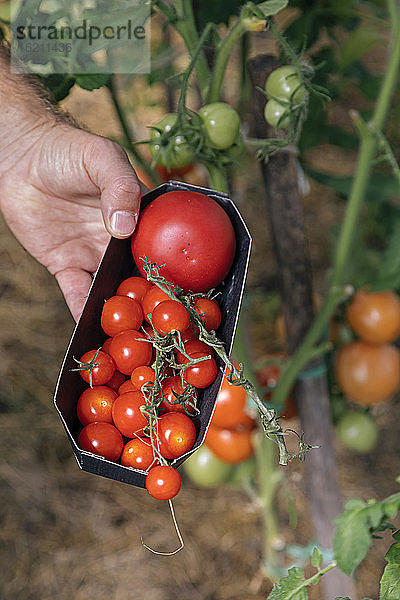 Landwirt bei der Tomatenernte