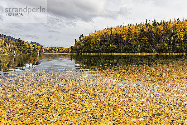 USA  Alaska  Herbstlaub in Long Lake