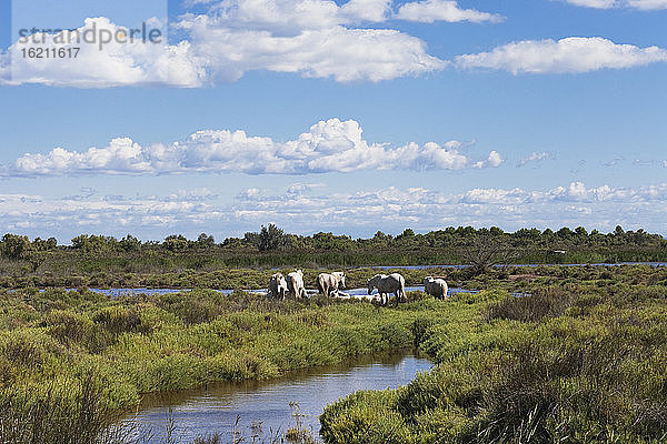 Frankreich  Camargue  Blick auf Camargue-Pferde in sumpfiger Landschaft