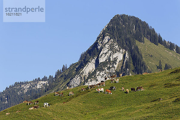 Österreich  Vorarlberg  Kühe auf der Weide bei Bizau