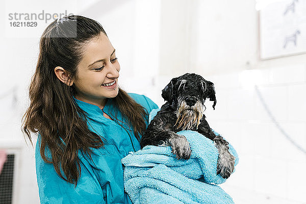 Lächelnde Friseurin  die einen nassen Schnauzer mit einem Handtuch trägt  während sie in einem Haustiersalon steht