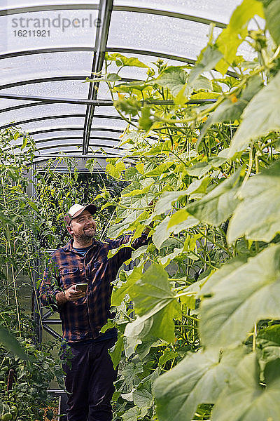 Lächelnder Landwirt mit Mobiltelefon in einem Gewächshaus  der Pflanzen untersucht