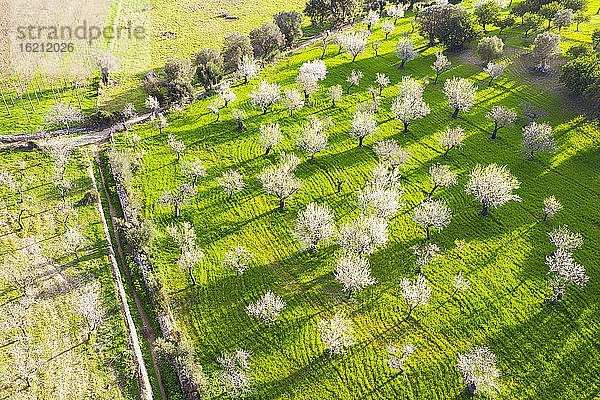 Spanien  Mallorca  Selva  Drohnenaufnahme von blühenden Mandelbäumen in einem frühlingshaften Obstgarten