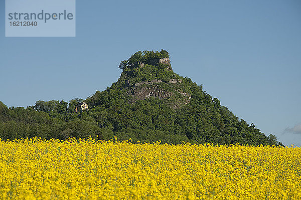 Deutschland  Baden Württemberg  Blick auf Hohenkraehn mit Rapsfeld