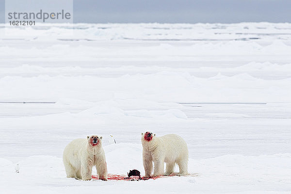 Europa  Norwegen  Svalbard  Eisbär mit Vögeln frisst getötete Robbe