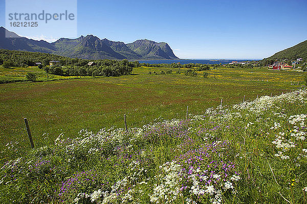 Norwegen  Lofoten  Austvagoya  blühende Wiese