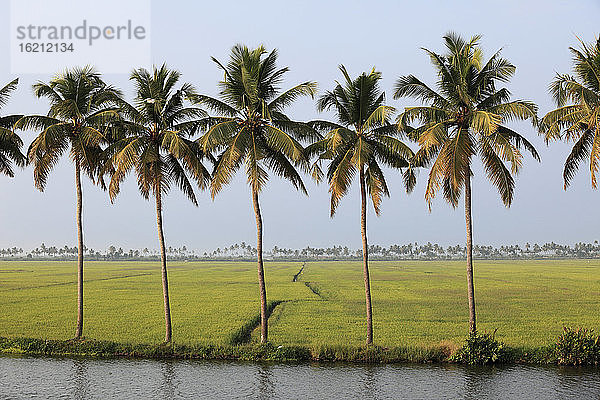 Indien  Südindien  Kerala  Alappuzha  Blick auf Palmen und Reisfeld