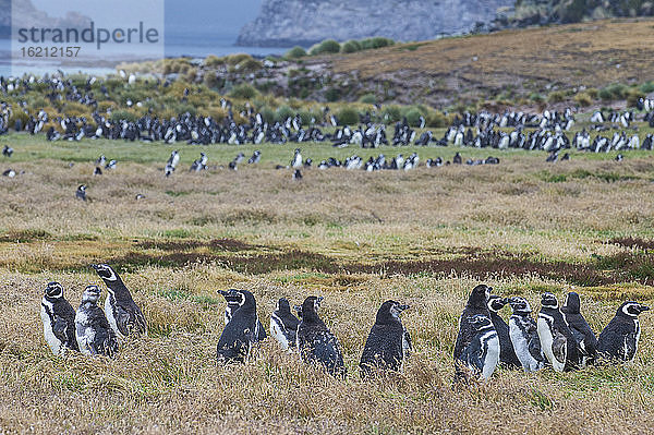 UK  Falklandinseln  Magellanpinguin (Spheniscus magellanicus) Kolonie auf Carcass Island