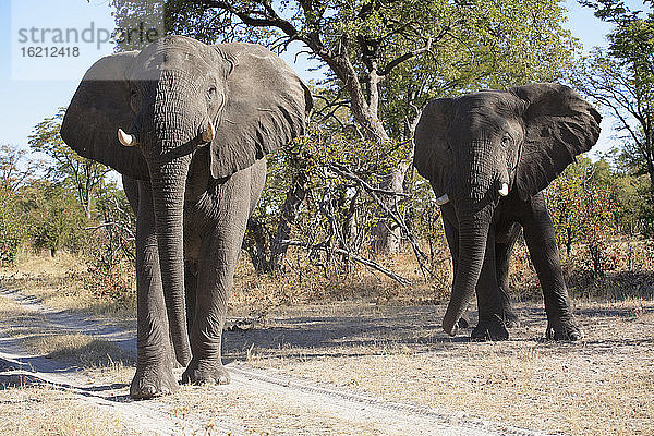 Afrika  Botsuana  Okavango-Delta  Zwei afrikanische Elefanten (Loxodonta africana)