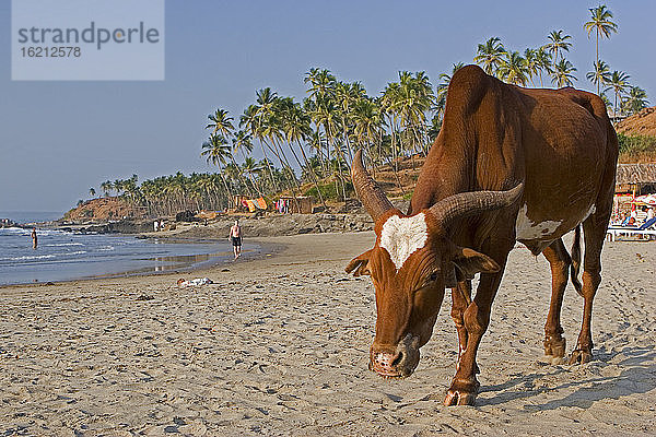 Indien  Kerala  Kuh am Strand