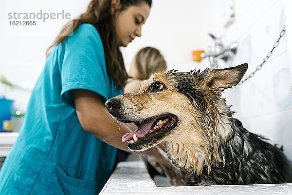 Hundefrisörin badet deutschen Schäferhund im Waschbecken einer Tierhandlung