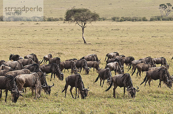 Afrika  Kenia  Gruppe von Streifengnus im Maasai Mara National Park