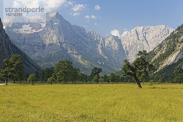 Österreich  Tirol  Blick auf Ahornbäume mit Berg im Hintergrund