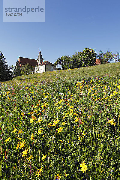 Österreich  Steiermark  Blick auf Pfarrkirche St. Marein bei Knittelfeld und Schwarzwurzelwiese